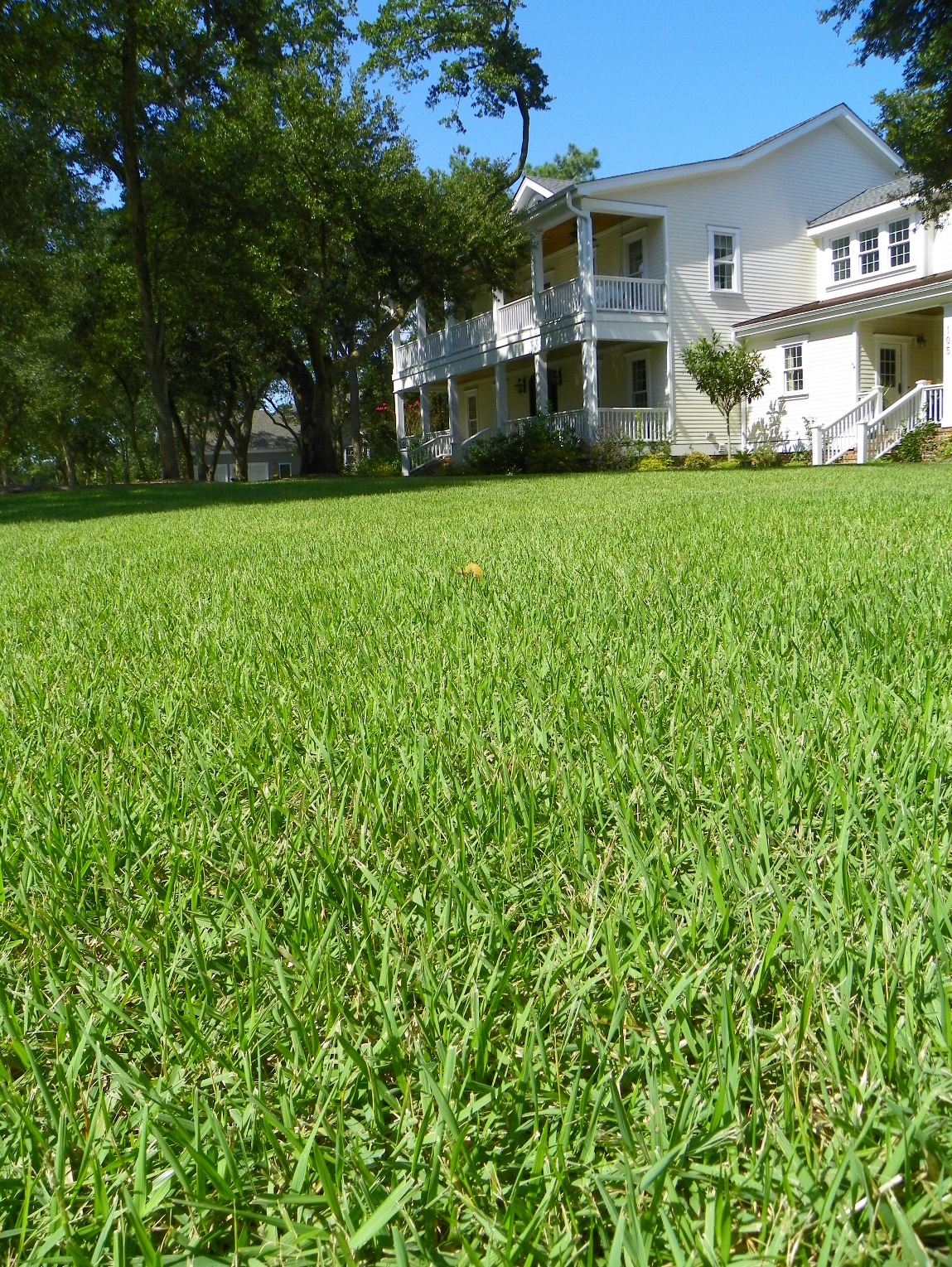 A large, bright green lawn with a yellow leaf in the foreground, leading up to a white two-story house with a wrap-around porch and trees nearby.